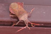 Coreus marginatus