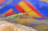 Megaloceroea recticornis