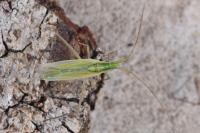 Megaloceroea recticornis