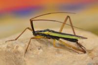 Notostira