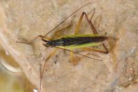 Notostira