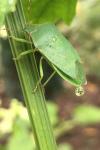 Nezara viridula