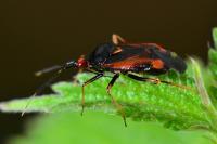 Deraeocoris ruber