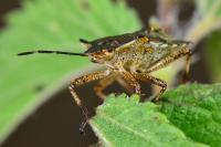 Pentatoma rufipes
