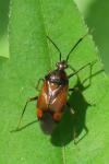 Deraeocoris ruber