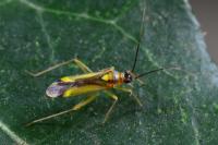 Campyloneura virgula