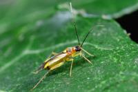 Campyloneura virgula