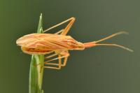 Miridius quadrivirgatus