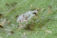 Deraeocoris lutescens