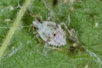 Deraeocoris lutescens