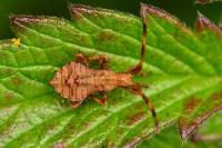 Coreus marginatus