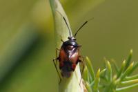 Deraeocoris ruber