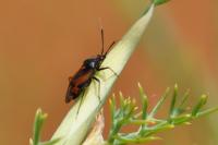 Deraeocoris ruber
