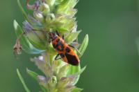 Corizus hyoscyami