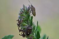 Dolycoris baccarum