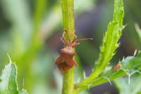 Coreus marginatus