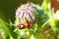 Lygus pratensis