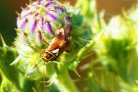 Lygus pratensis