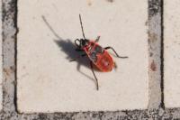Pyrrhocoris apterus