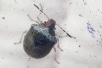 Stagonomus venustissimus