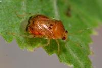 Deraeocoris lutescens