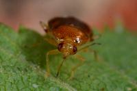 Deraeocoris lutescens