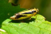 Evacanthus interruptus