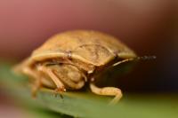 Eurygaster austriaca