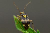 Liocoris tripustulatus