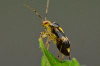Liocoris tripustulatus