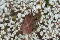 Coreus marginatus