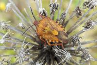 Carpocoris purpureipennis