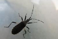 Dicranocephalus agilis