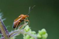 Deraeocoris ruber
