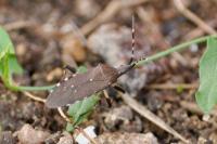 Dicranocephalus agilis