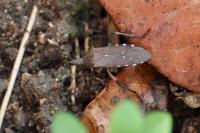 Dicranocephalus agilis