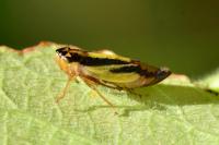 Evacanthus interruptus