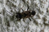 Rhyparochromus vulgaris