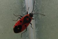 Melanocoryphus albomaculatus