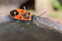 Melanocoryphus albomaculatus