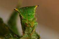 Stictocephala alta