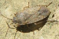 Emblethis denticollis