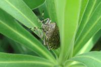 Rhaphigaster nebulosa