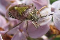 Dolycoris baccarum