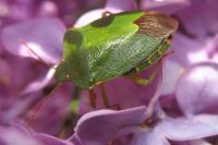 Palomena prasina