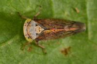 Acericerus