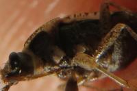 Emblethis denticollis