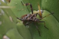 Leptoglossus occidentalis