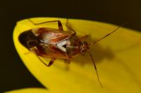 Lygus pratensis