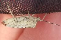 Rhaphigaster nebulosa